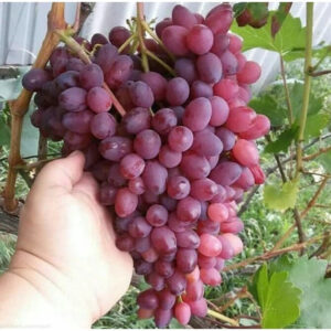 Grapes Red Caroline 30 - 50cm