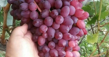 Grapes Red Caroline 30 - 50cm