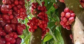 Syzygium Sulawesinensis 30 - 50cm