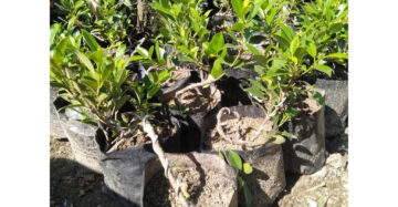 Ficus Microcarpa 20 - 30cm