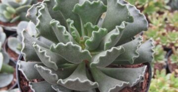 Adromischus Poellnitzianus medium size