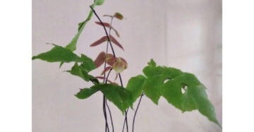 Adiantum Butterfly medium size
