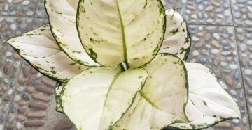 Aglaonema Super White 2 - 4 leaves