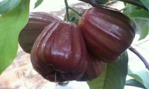 Jambos Mutiara Hitam 30 - 50cm