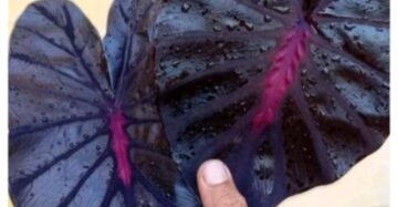Colocasia Black Lava 2-3 Leaves