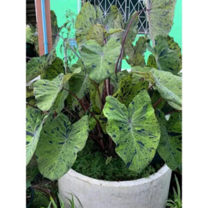 Colocasia Mojito 2-3 Leaves