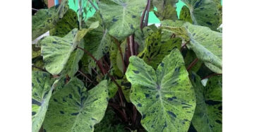 Colocasia Mojito 2-3 Leaves