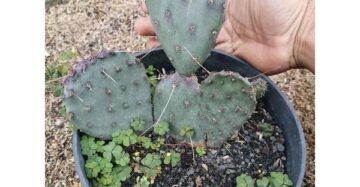 Opuntia Santarita medium size