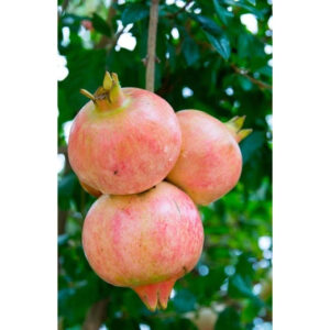 Pomegranate Putih Jumbo 30 - 50cm