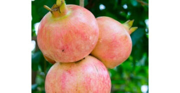 Pomegranate Putih Jumbo 30 - 50cm
