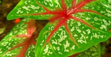 Caladium Hortulanum - 4 leaves