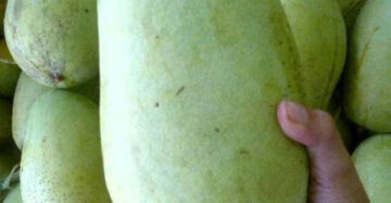 Mango Indramayu 30 - 50cm
