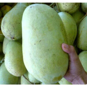 Mango Indramayu 30 - 50cm