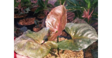 Syngonium Strawberry Ice 2 - 4 leaves