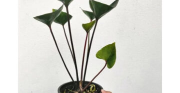 Anthurium Bintang Kejora 2-3 Leaves
