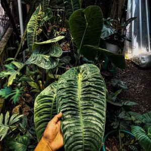 Anthurium Veitchii 2 - 4 leaves