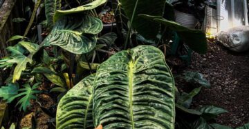 Anthurium Veitchii 2 - 4 leaves