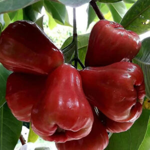 Jambos King Citra 30 - 50cm