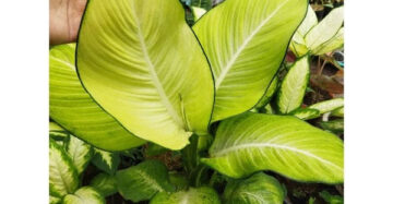 Dieffenbachia Bangkok 2-3 Leaves