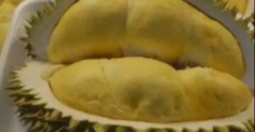 Durian Bawor 30 - 50cm