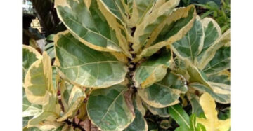Ficus Lyrata Variegated 2-3 Leaves