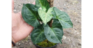 Syngonium T24 2-3 Leaves