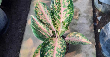 Aglaonema Twinkle 2 - 4 leaves