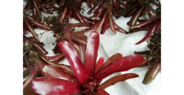 Bromelia Mini Red 20 - 30cm