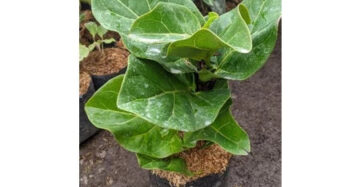 Ficus Lyrata 20 - 30cm
