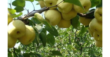 Pear 30 - 50cm