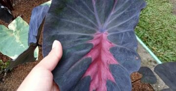 Colocasia Black Diamond 2-3 Leaves