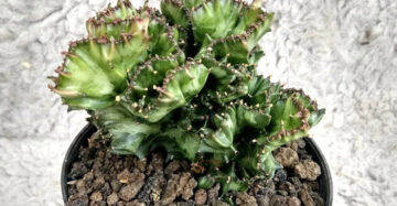 Euphorbia Lactea Cristata 2-3 Leaves