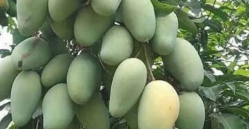 Mango Harum Manis 30 - 50cm