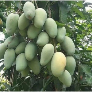 Mango Harum Manis 30 - 50cm