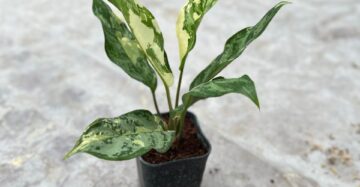 Aglaonema Commutatum Variegated 2-3 Leaves