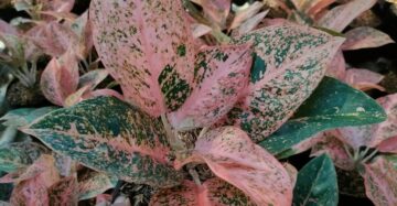 Aglaonema Orange Stardust 2-4 Leaves