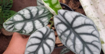 Alocasia Baginda Silver Dragon 2-3 Leaves