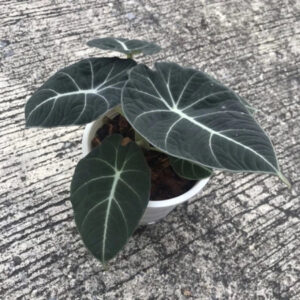Alocasia Nebula Black Velvet 2-3 Leaves