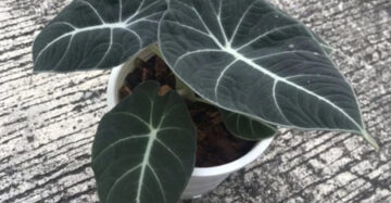 Alocasia Nebula Black Velvet 2-3 Leaves