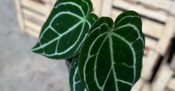 Anthurium Crystallinum Minahasa 1-2 Leaves