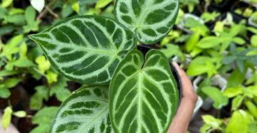 Anthurium Dorayaki Silver 2-4 Leaves