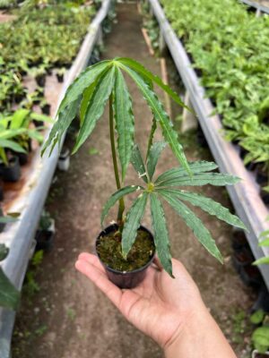 Anthurium Polyschistum , Medium Size