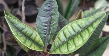 Labisia Rabbit Ear 2 - 4 leaves