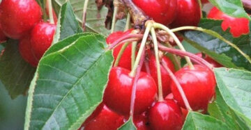 Cherry Vietnam 30 - 50cm