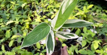 Heliconia Variegated 2-4 Leaves
