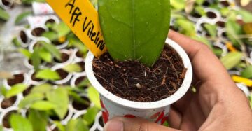 Hoya Aff Vitelina 1-3 Leaves