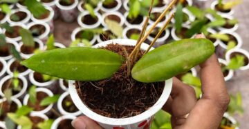 Hoya Ischnopus 2-4 Leaves