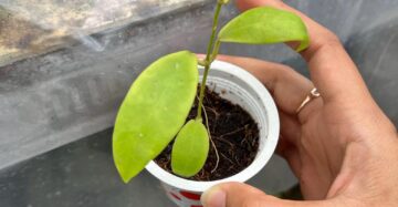 Hoya Kuhlii 2-4 Leaves