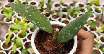 Hoya Rundumensis 2-4 Leaves