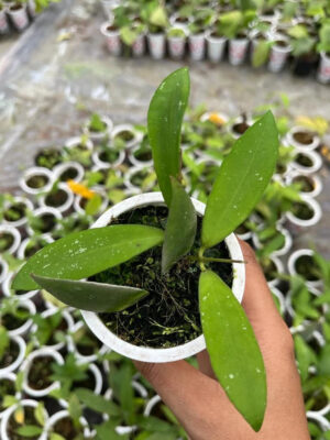Hoya Schortechinii